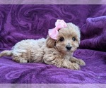 Small Photo #6 Maltipoo Puppy For Sale in LINCOLN UNIV, PA, USA