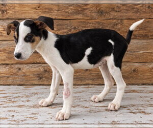 Twilight Oz ~ meet me! - Male Beagle-Unknown Mix Dog for Adoption - Photo #2
