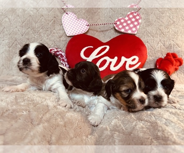 Medium Photo #1 Cocker Spaniel-Havanese Mix Puppy For Sale in GILLETT, PA, USA
