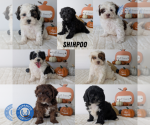 ShihPoo Litter for sale in GOSHEN, IN, USA