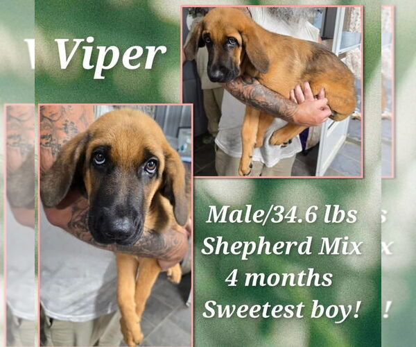 Medium Photo #2 Bloodhound-German Shepherd Dog Mix Puppy For Sale in Aurora, IN, USA