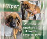 Small #1 Bloodhound-German Shepherd Dog Mix