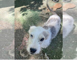 Mutt Dogs for adoption in Tracy City, TN, USA