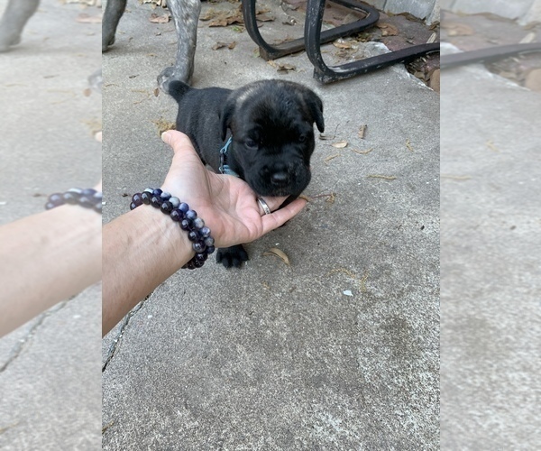 Medium Photo #4 Cane Corso Puppy For Sale in CLEARWATER, FL, USA