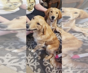 Golden Retriever Puppy for sale in VICTORIA, TX, USA