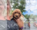 Small Photo #17 Goldendoodle Puppy For Sale in TOLEDO, OH, USA