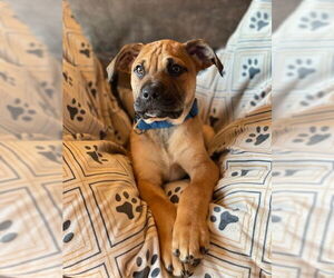 Mastiff-Unknown Mix Dogs for adoption in Duluth, MN, USA