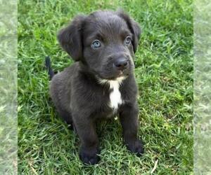 Fiji Pup - Meke - Female Colonial Cocker Spaniel-Unknown Mix Dog for Adoption - Photo #3