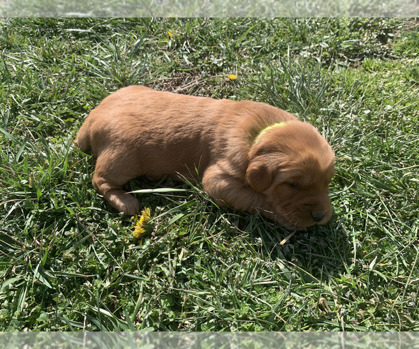 Medium Photo #22 Golden Retriever Puppy For Sale in CLEVER, MO, USA