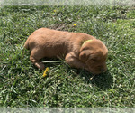 Small #21 Golden Retriever