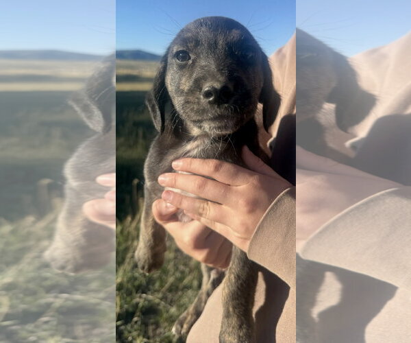 Medium Photo #2 Border Collie-Unknown Mix Puppy For Sale in Tabernash, CO, USA