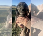 Small Photo #2 Border Collie-Unknown Mix Puppy For Sale in Tabernash, CO, USA