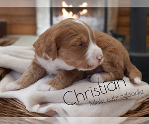 Labradoodle Puppy for sale in MILLVILLE, MN, USA