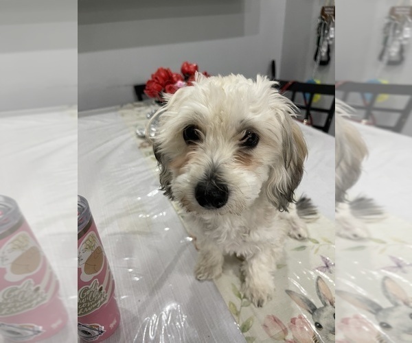 Medium Photo #14 Maltipoo (Miniature) Puppy For Sale in PALMDALE, CA, USA