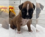 Small #3 Boxer