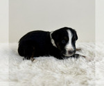 Puppy Pascal Aussiedoodle Miniature -Miniature Bernedoodle Mix