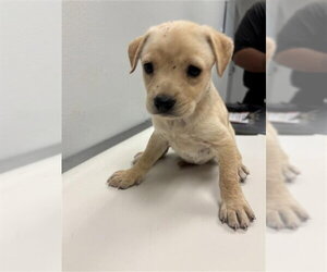 Chihuahua Dogs for adoption in Corpus Christi, TX, USA