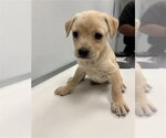 Small Chihuahua