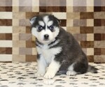 Small #3 Pomsky