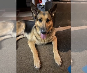 Father of the German Shepherd Dog puppies born on 07/01/2026