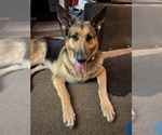 Small Photo #1 German Shepherd Dog Puppy For Sale in PLANT CITY, FL, USA