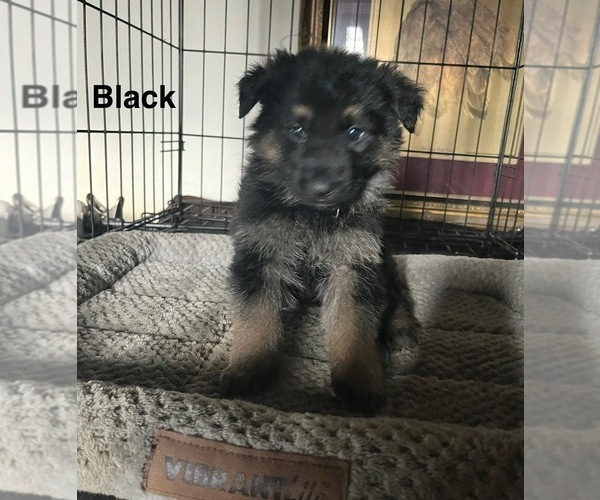 Medium Photo #3 German Shepherd Dog Puppy For Sale in SUMPTER TWP, MI, USA