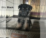 Small Photo #3 German Shepherd Dog Puppy For Sale in SUMPTER TWP, MI, USA