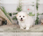 Small Photo #5 Cavachon Puppy For Sale in WARSAW, IN, USA