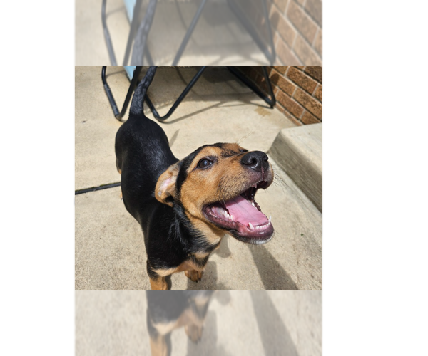 Medium Photo #1 Mutt Puppy For Sale in Springdale, PA, USA