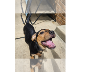 Mutt Dogs for adoption in Springdale, PA, USA