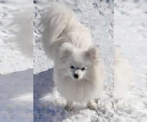 Mother of the Pomeranian puppies born on 02/18/2020