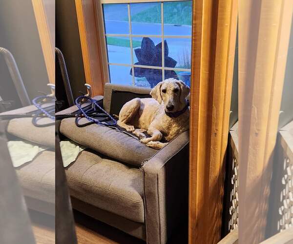 Medium Photo #15 Goldendoodle Puppy For Sale in Farmington, MN, USA