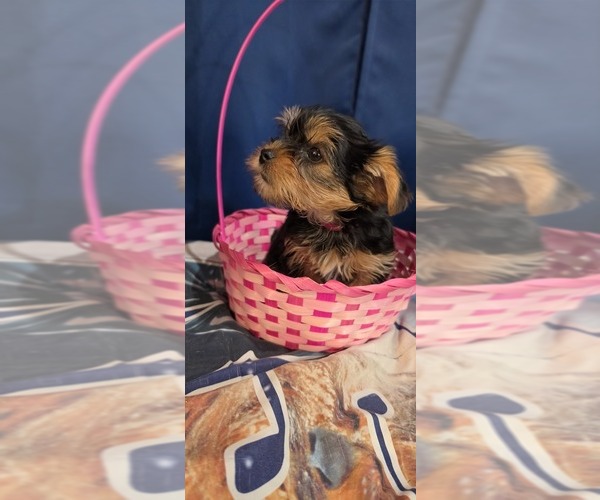 Medium Photo #8 Yorkshire Terrier Puppy For Sale in HUNTSVILLE, AL, USA