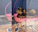 Small #7 Yorkshire Terrier