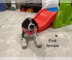 Portuguese Water Dog Puppy for sale in DES MOINES, IA, USA