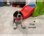Image preview for Ad Listing. Nickname: Miss Pink