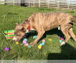 Small #19 American Pit Bull Terrier Mix