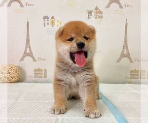 Shiba Inu Puppy for sale in MONTEREY PARK, CA, USA