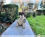 Small #186 French Bulldog