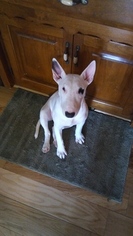 Bull Terrier Puppy for sale in PRINCE GEORGE, VA, USA