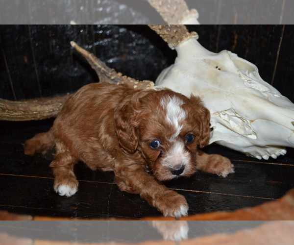 Medium Photo #3 Cavapoo Puppy For Sale in GREENWOOD, WI, USA
