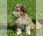 Small Photo #3 Sheltidoodle Puppy For Sale in SHIPPENSBURG, PA, USA