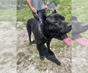 Mastiff Dogs for adoption in Palmetto, FL, USA