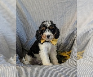 Cavapoo Puppy for sale in NEW HOLLAND, PA, USA