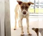 Small #1 Catahoula Leopard Dog-Labrador Retriever Mix