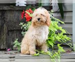 Rex - Male Cavapoo (Miniature) Puppy for Sale - Photo #3