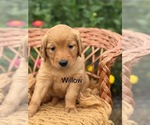 Puppy Willow Golden Retriever