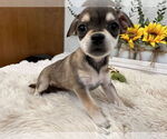Small #4 Chihuahua Mix