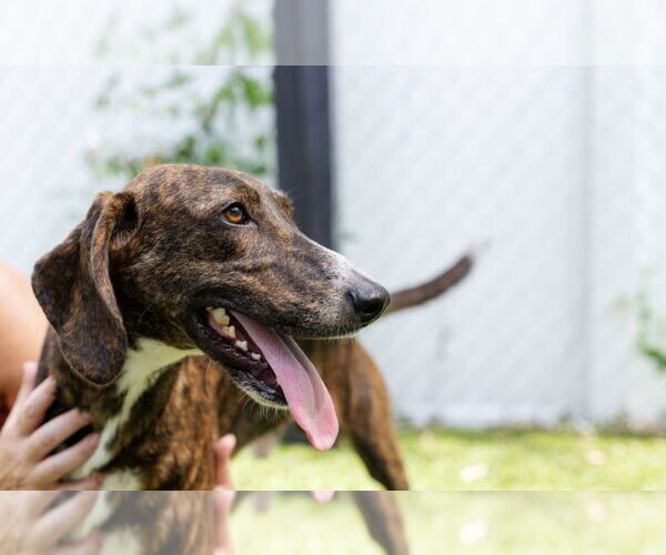 Medium Photo #3 Mutt Puppy For Sale in Canton, CT, USA