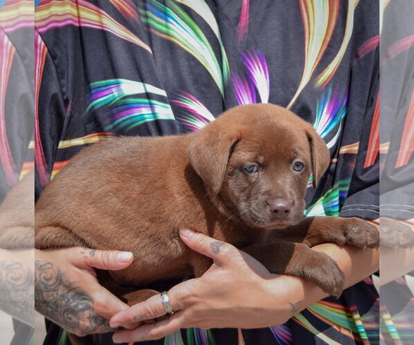 Medium Photo #2 American Bulldog-Chocolate Labrador retriever Mix Puppy For Sale in Huntley, IL, USA